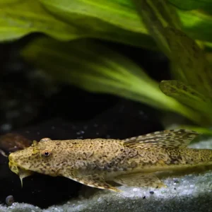 Ausverkauf Gebänderter Hexenwels DNZ (Loricaria filamentosa DNZ)